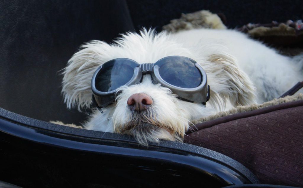 matrimonio pet friendly