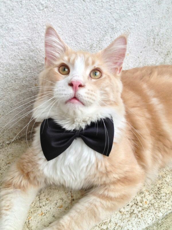 matrimonio pet friendly