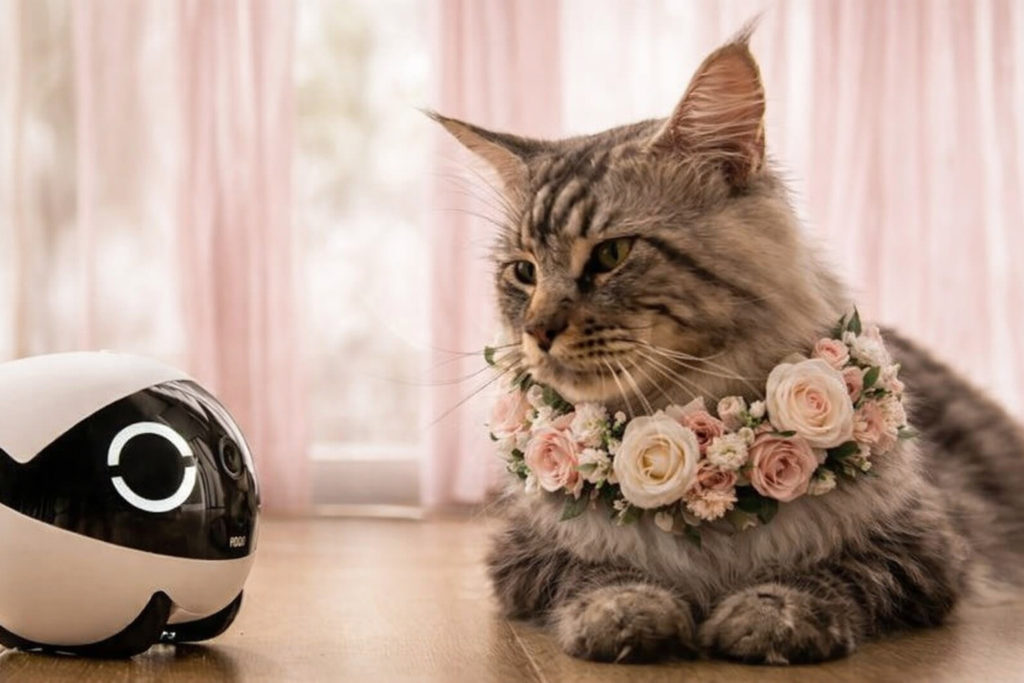 matrimonio pet friendly