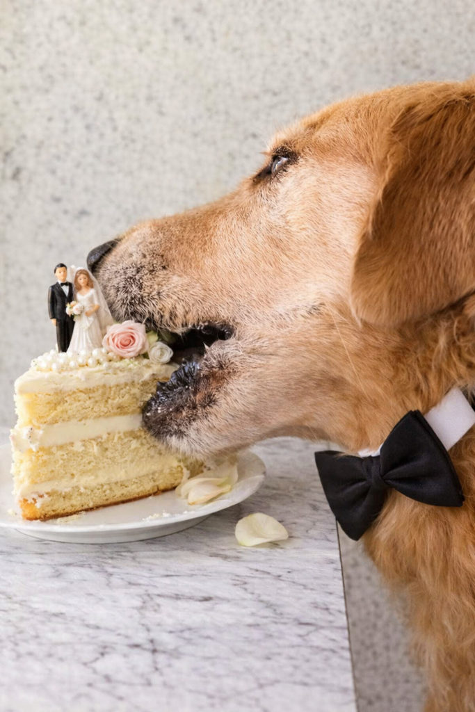 matrimonio pet friendly