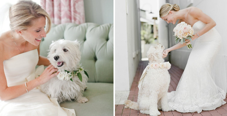 matrimonio pet-friendly